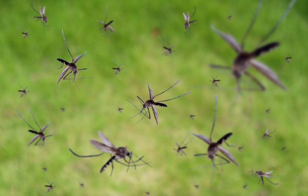 راهی جدید برای کنترل پشه‌های ناقل بیماری: نگذارید نرهایشان صدای ماده‌ها را بشنوند!