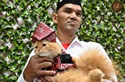 ‌هفته مد گربه‌ها در اندونزی