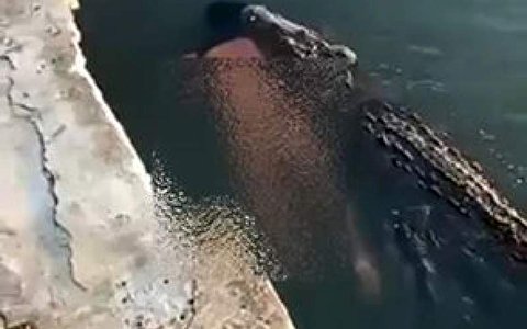لحظه هولناک حمل جسد یک مرد در آب توسط تمساح غول پیکر!