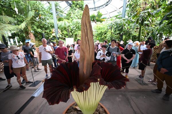 بدبوترین گل جهان در آمریکا شکوفا شد(اسپوتینگ)