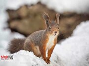 ژست‌های احساسی سنجاب‌ها برای عکاسی