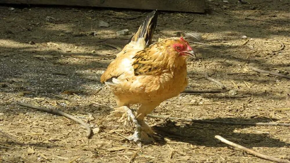 پیرترین مرغ جهان ۲۱ سال عمر دارد