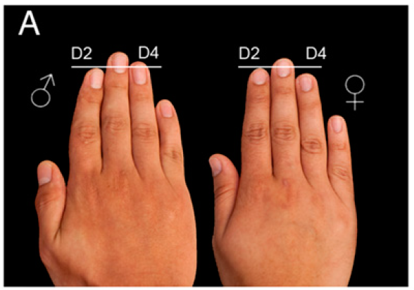 ارتباط طول انگشتان شما با سلامتی شما چیست؟