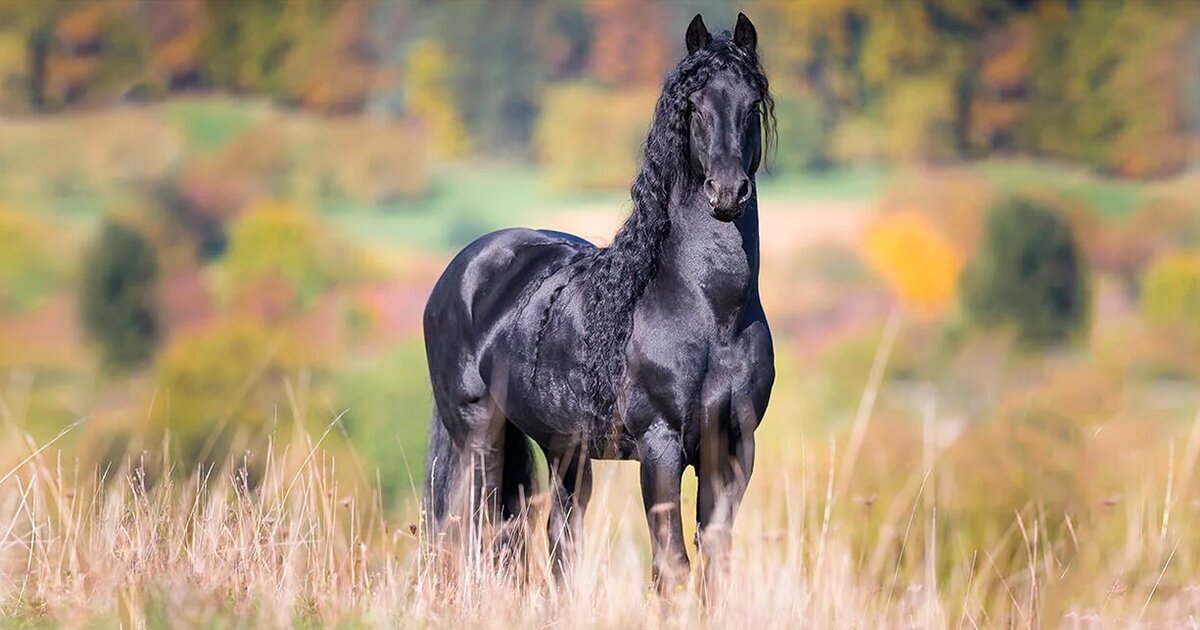 زیباترین حیوان جهان؛ این اسب از افسانه‌ها آمده!
