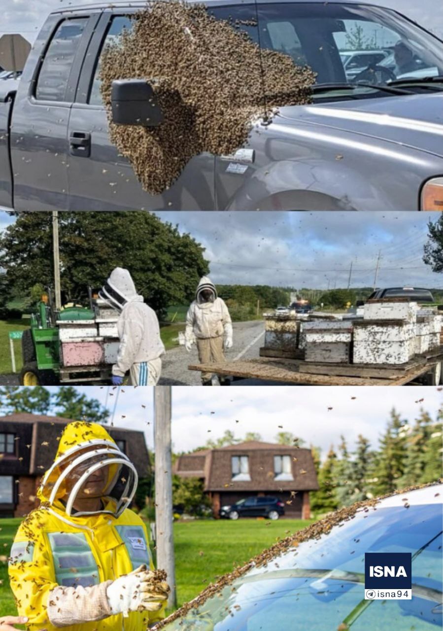 فرار میلیون‌ها زنبور عسل از یک کامیون خبرساز شد