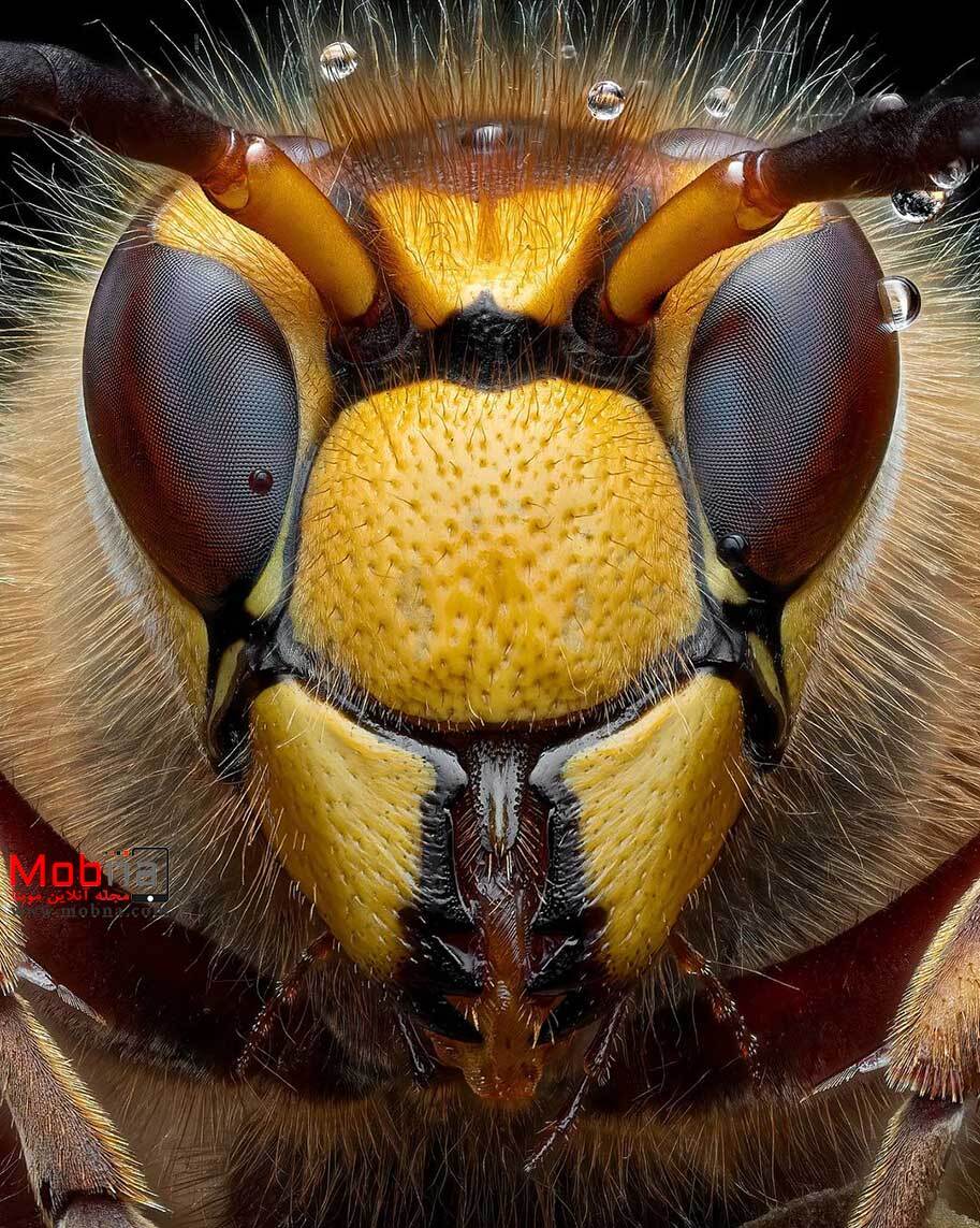 تصاویر جالب از صورت زنبور گاوی از نمای نزدیک
