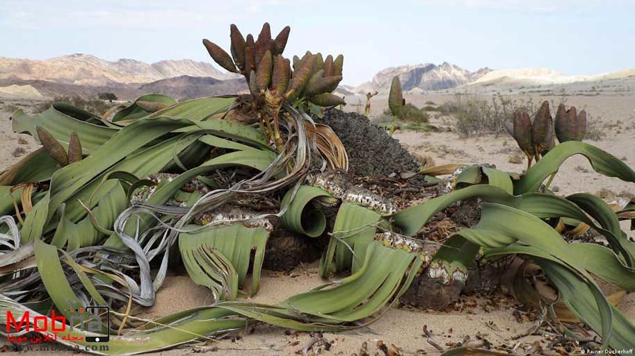 با زشت ترین گیاه جهان آشنا شوید