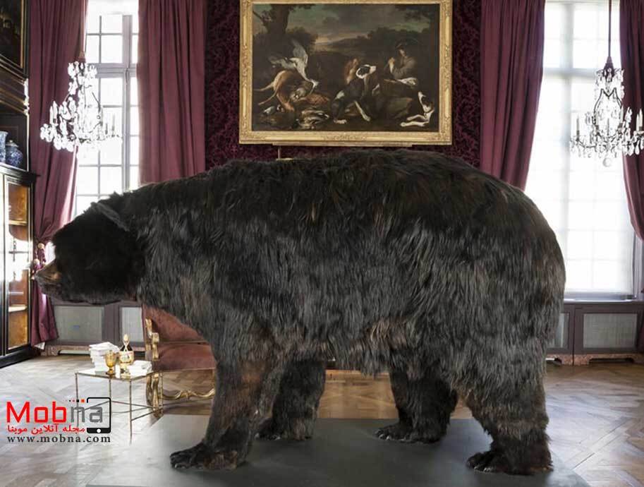 این بزرگترین خرس دنیا نبود، اما قطعا تجربه‌ای عجیب در سال ۲۰۱۴ بود (موبنا)
