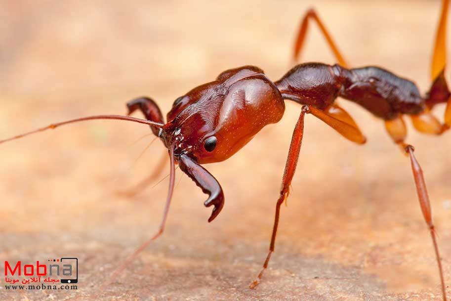توانایی این مورچه شما را شگفت زده می کند!
