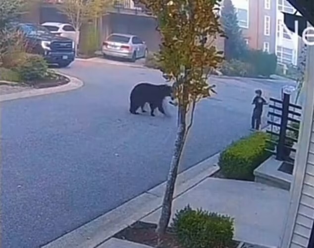 لحظه ترسناک نزدیک شدن خرس سیاه به یک کودک