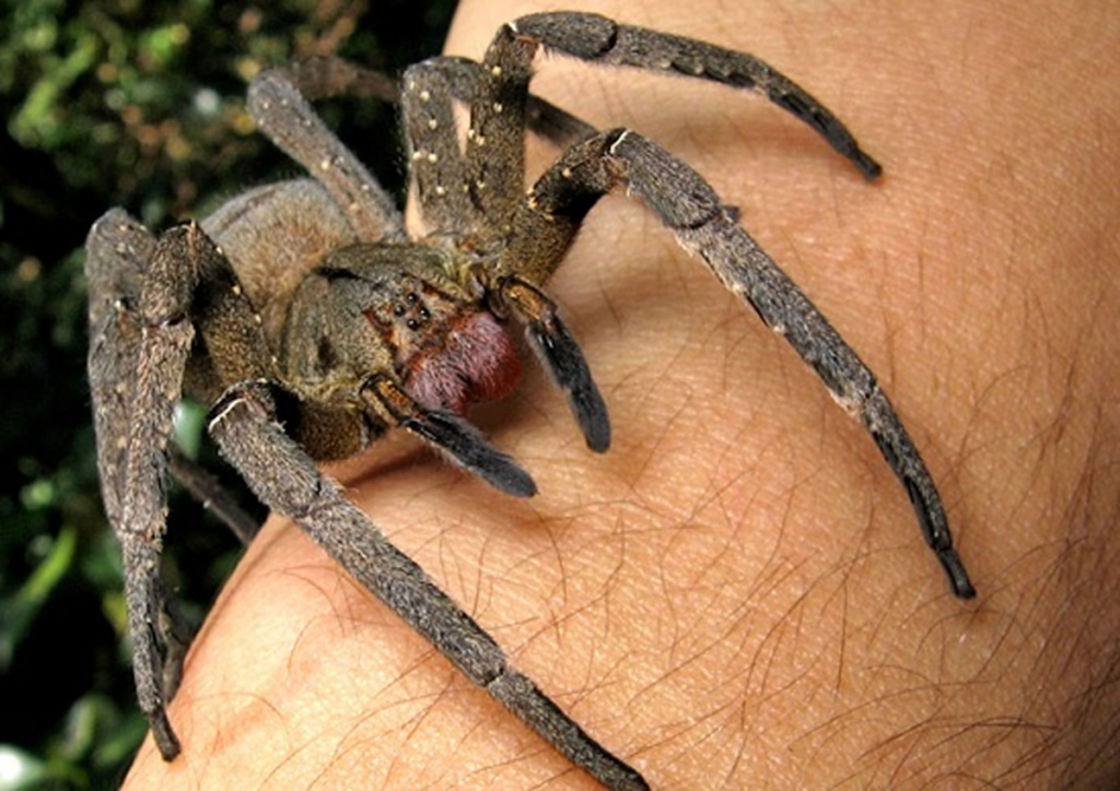 درمان جدید و موثر اختلال نعوظ در مردان؛ زهر عنکبوت‌های سرگردان برزیلی (روزیاتو)