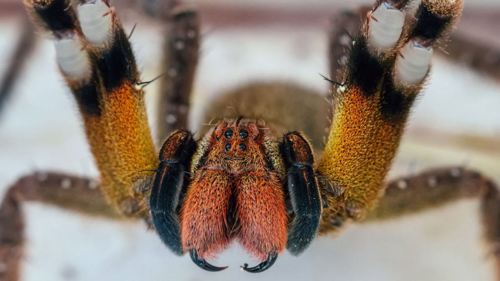 درمان جدید و موثر اختلال نعوظ در مردان؛ زهر عنکبوت‌های سرگردان برزیلی (روزیاتو)