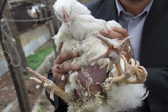 عکسی از یک مرغ عجیب و چهار پا در نیشابور