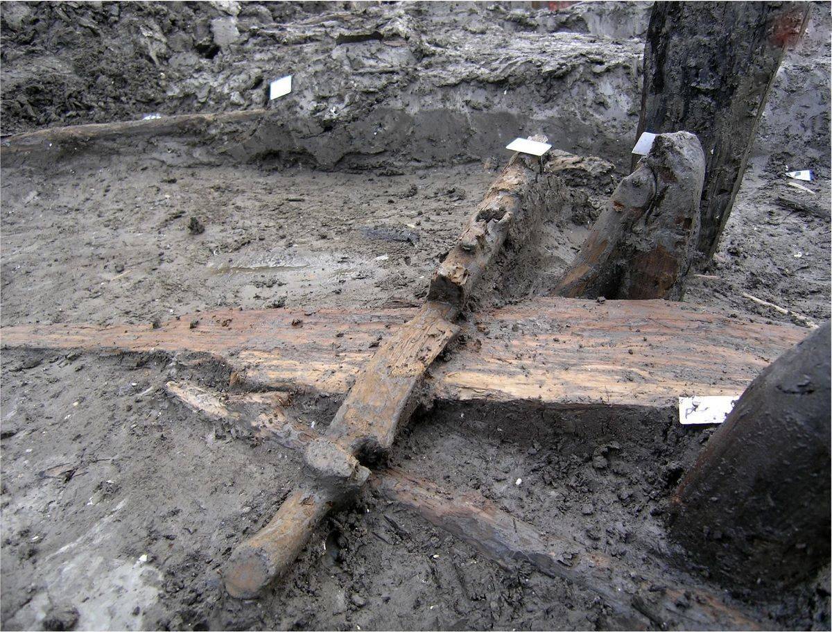 کشف یک تکه چوب که سه هزار سال قبل به دو «گاو» بسته شده بود (بیتوته)