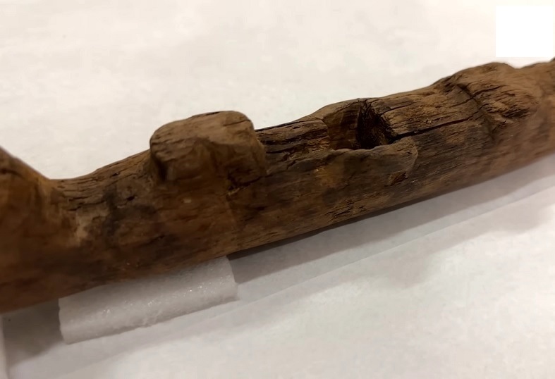 کشف یک تکه چوب که سه هزار سال قبل به دو «گاو» بسته شده بود (بیتوته)