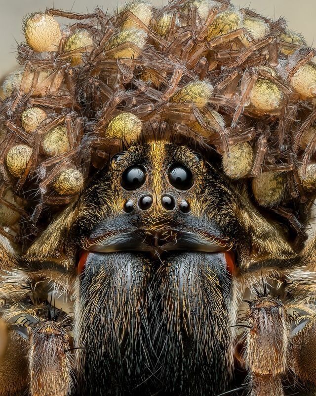 این عنکبوت گرگی جایزه عکاسی را از آن خود کرد