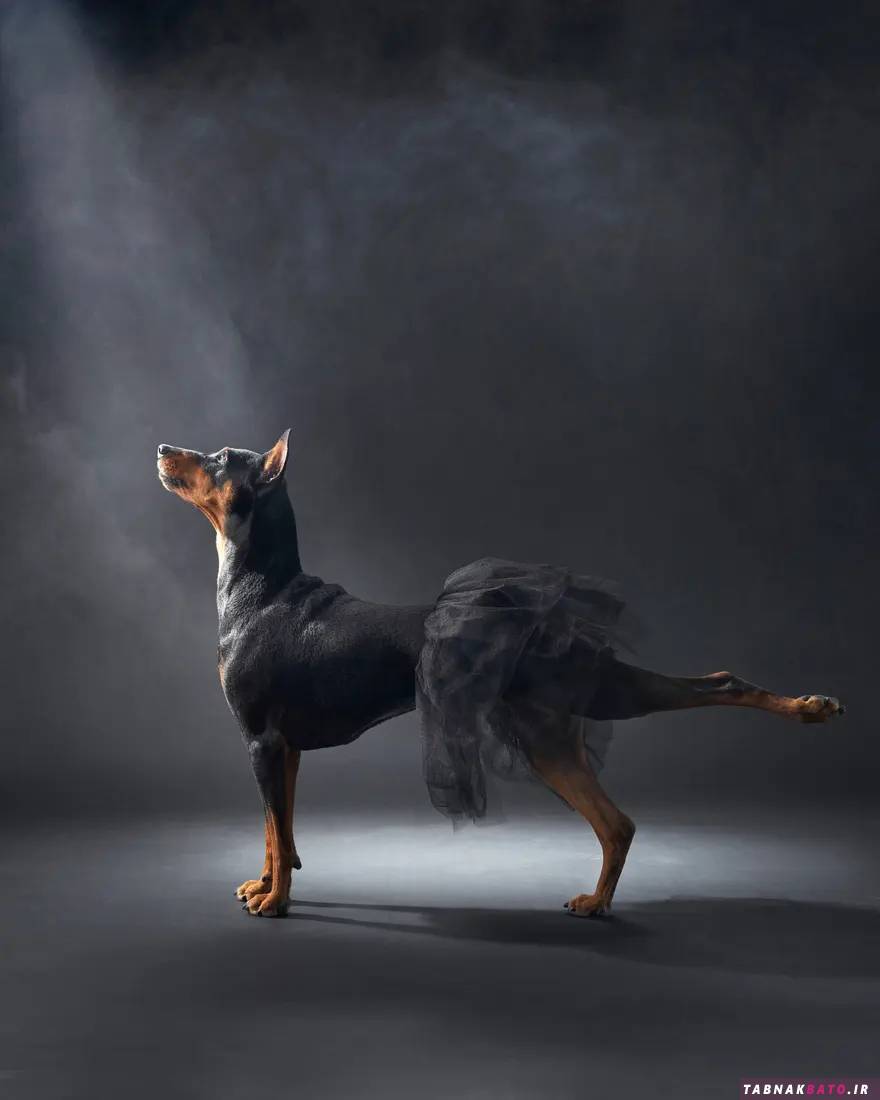عکس های برگزیده از هنر عکاسی از سگ ها