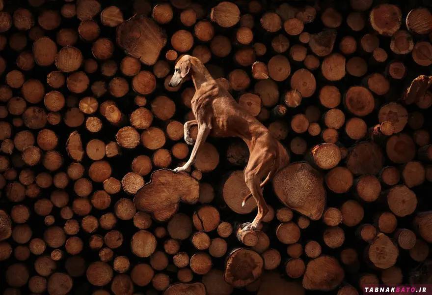 عکس های برگزیده از هنر عکاسی از سگ ها
