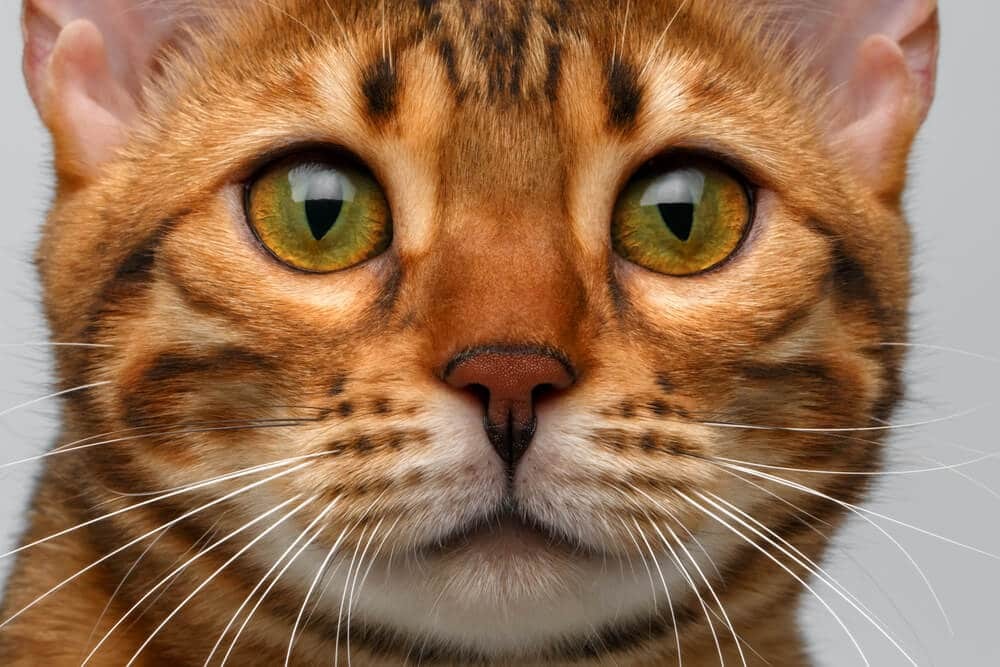 گربه‌ها صد‌ها حالت چهره متمایز دارند که ما تا حالا درباره آن‌ها نمی‌دانستیم (یک پزشک)