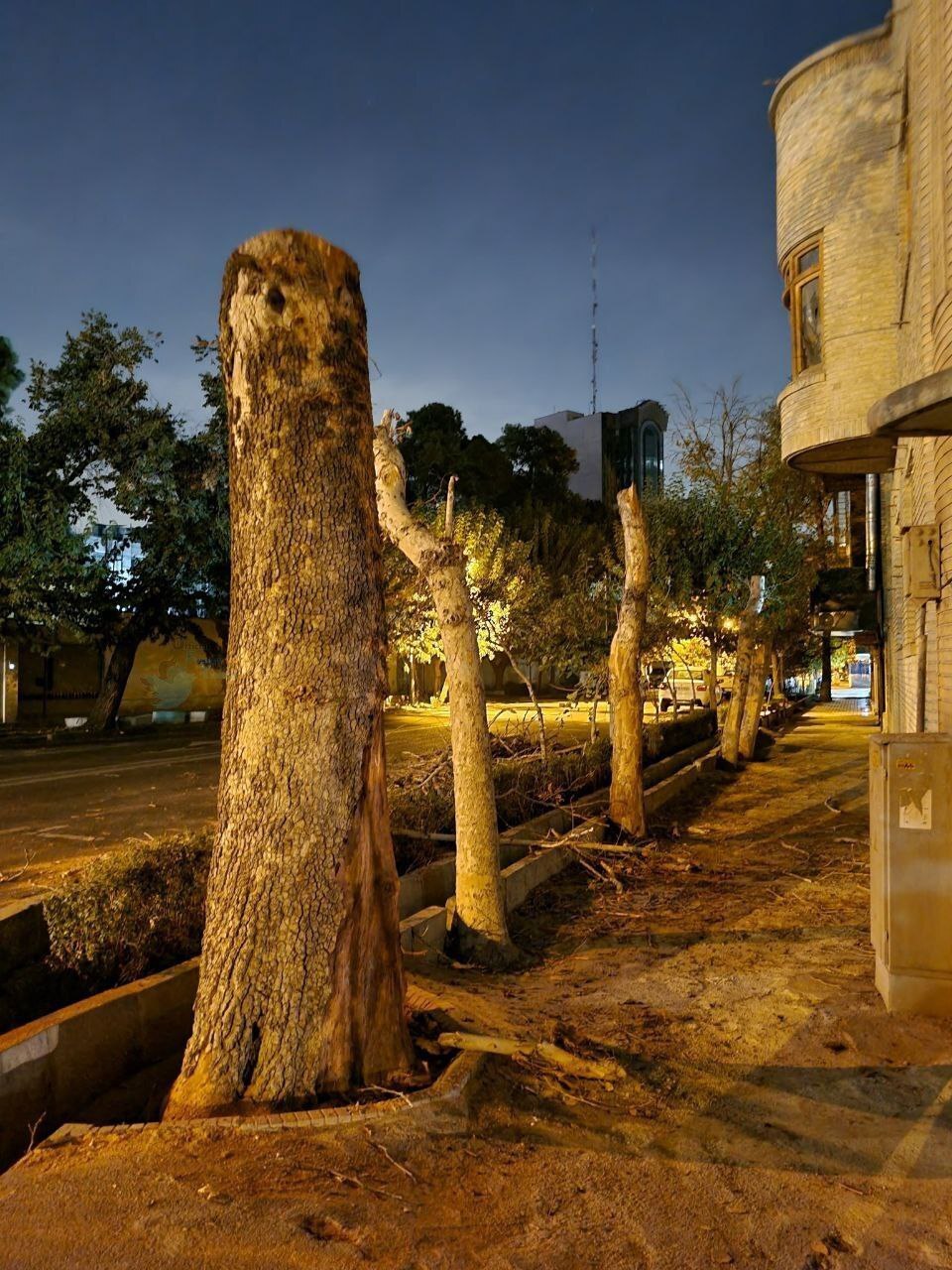 قطع شبانه درختان این خیابان قدیمی در تهران