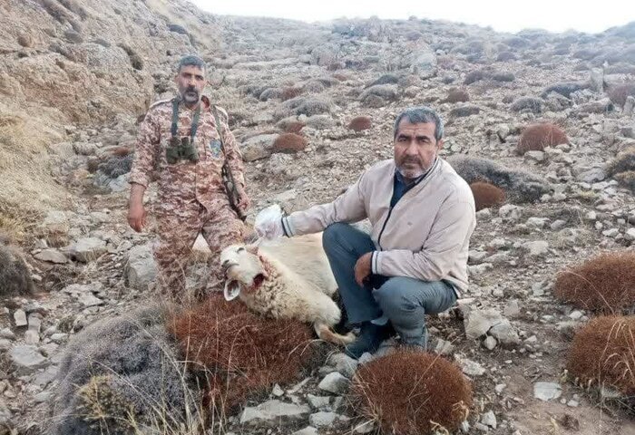 یک گرگ، ۴۲ گوسفند را در این نقطه ایران درید