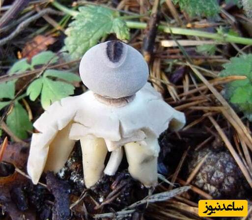 کشف یک نوع قارچ عجیب شبیه انسان در طبیعت