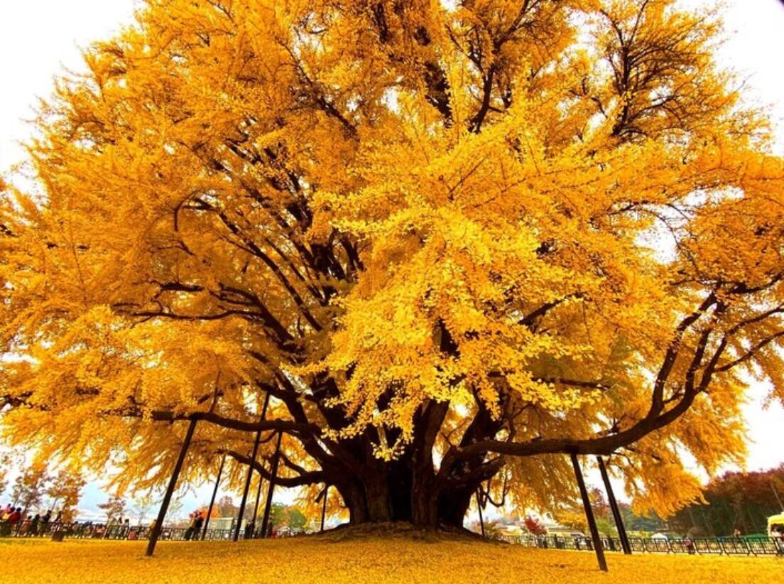 این درخت شگفت‌انگیز ۸۶۰ سال قدمت دارد