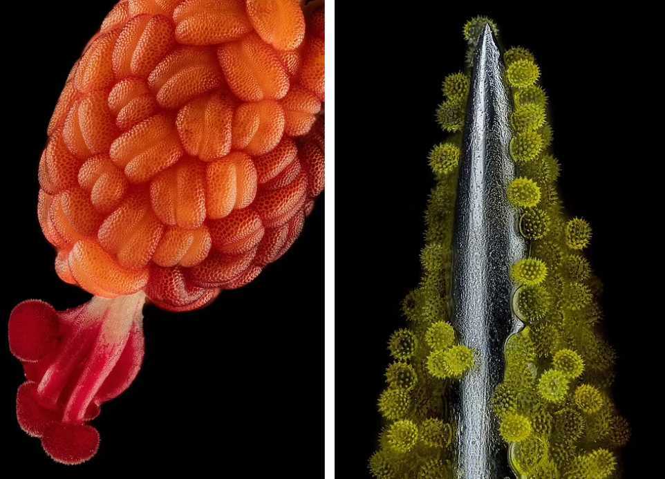 منتخب عکس‌های میکروسکوپی شگفت انگیز سال ۲۰۲۳ (روزیاتو)