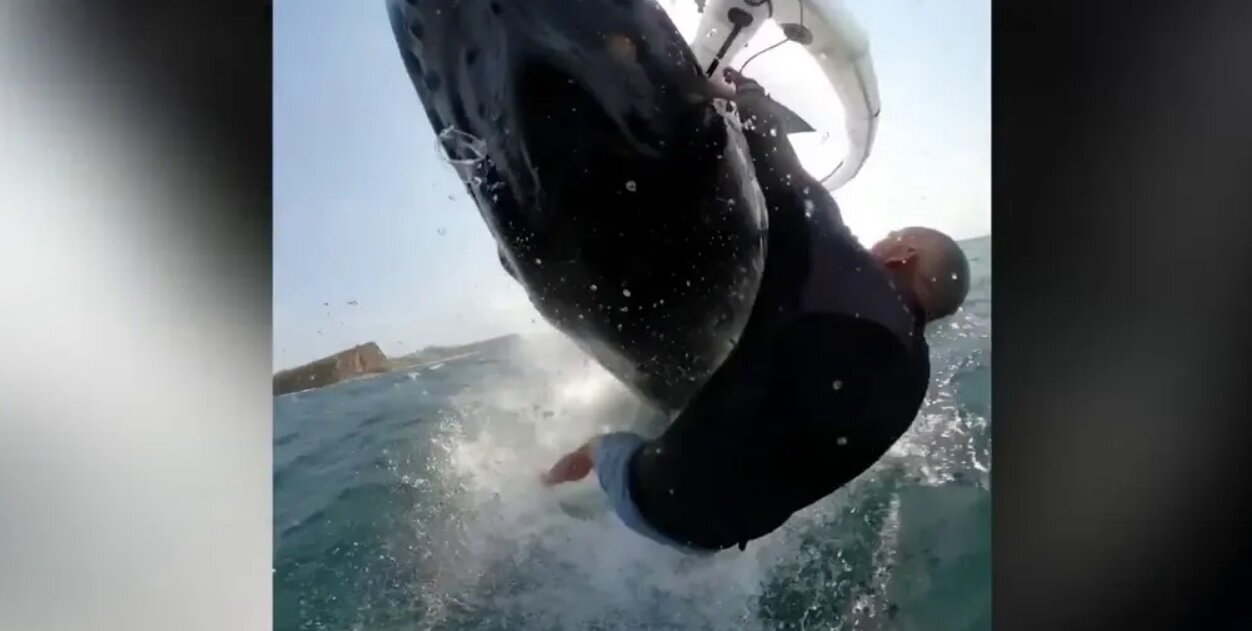 تصویری از برخورد یک موج‌سوار با نهنگ گوژپشت
