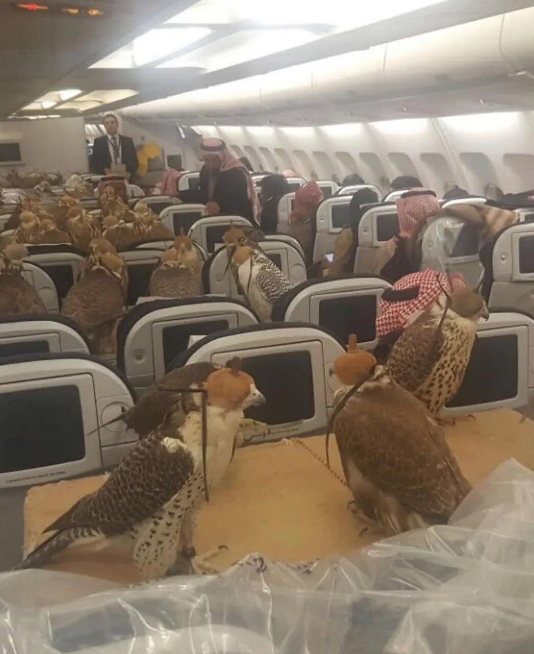 خرید صندلی هواپیما برای تک‌تک این پرندگان!
