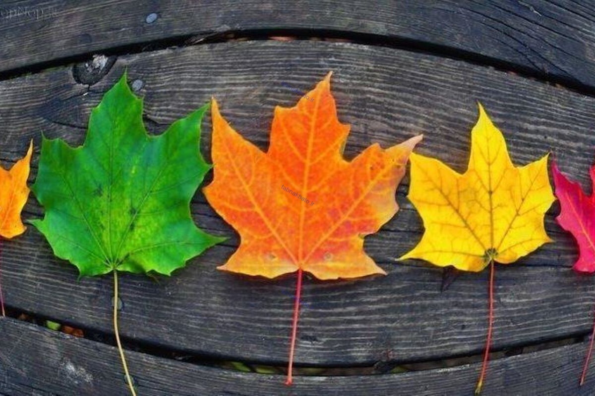 یک برگ پاییزی را انتخاب کنید تا ببینید شخصیت جذابی دارید یا خیر؟ (خبرفوری)