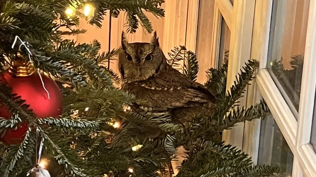 پرنده عجیبی که سر از درخت کریسمس درآورد!