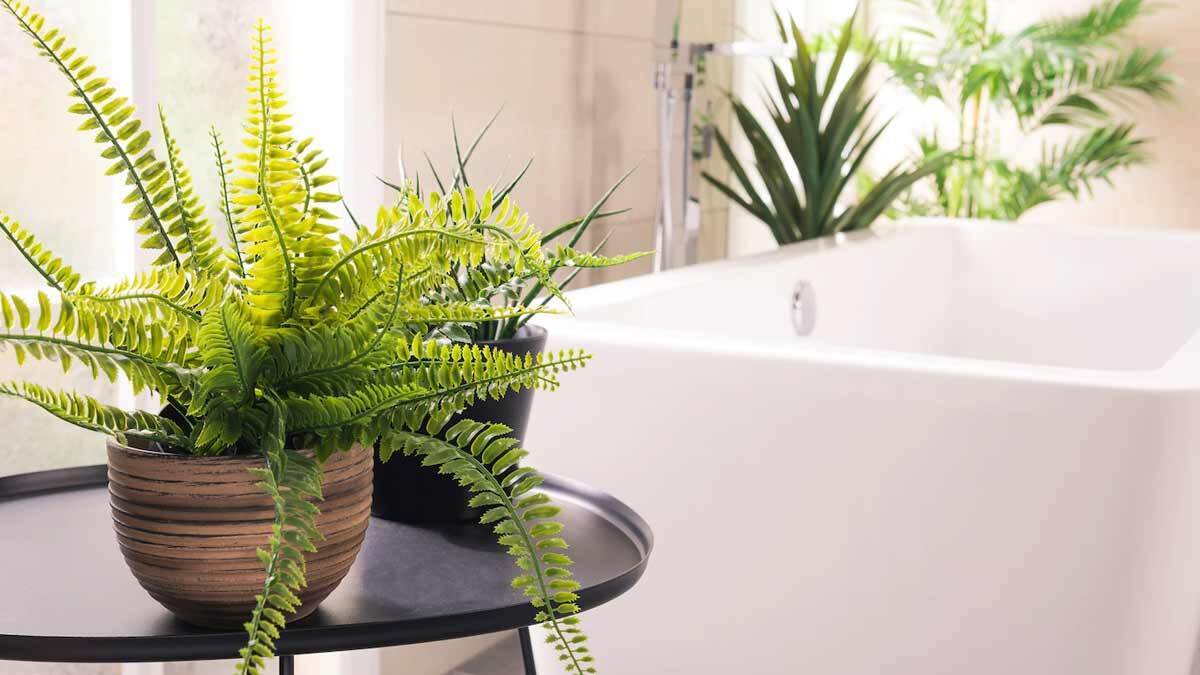 ۸ نوع گیاه مخصوص دستشویی و حمام (عصرایران)