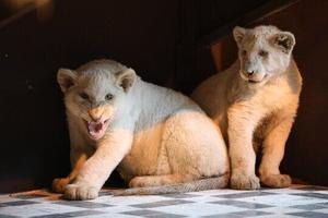 عکسی از انتقال ۲ شیر سفید به باغ وحش ارم