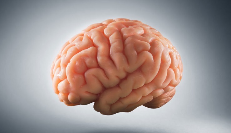 ساخت دستگاهی که مغز را مستقل از بدن زنده نگه می‌دارد