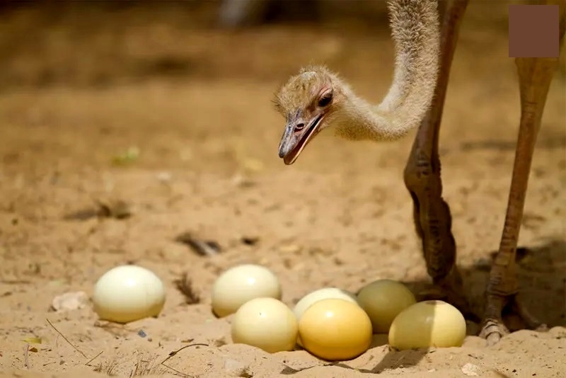 ۱۰ مورد از شگفت‌انگیزترین تخم‌های حیوانات (فرادید)