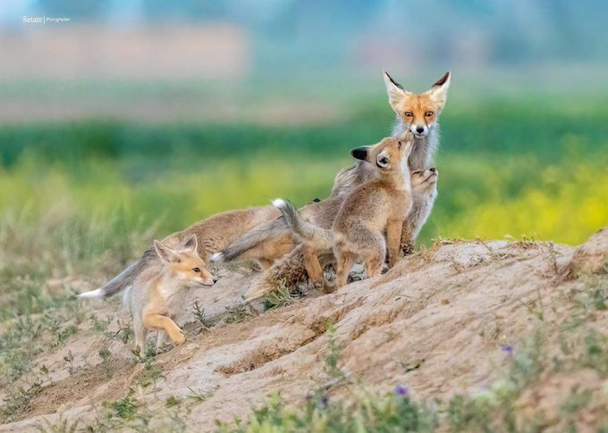 روباه مادر و فرزندانش در ملایر دیده شدند