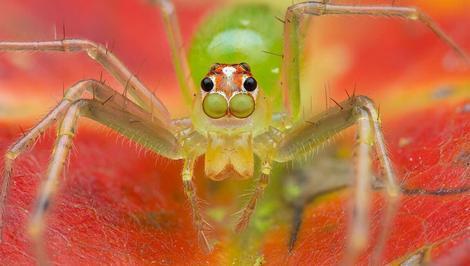 زیبایی‌های کوچک جنگل‌های کاستاریکا: عنکبوت پرشگر ماگنولیا سبز(عصرایران)