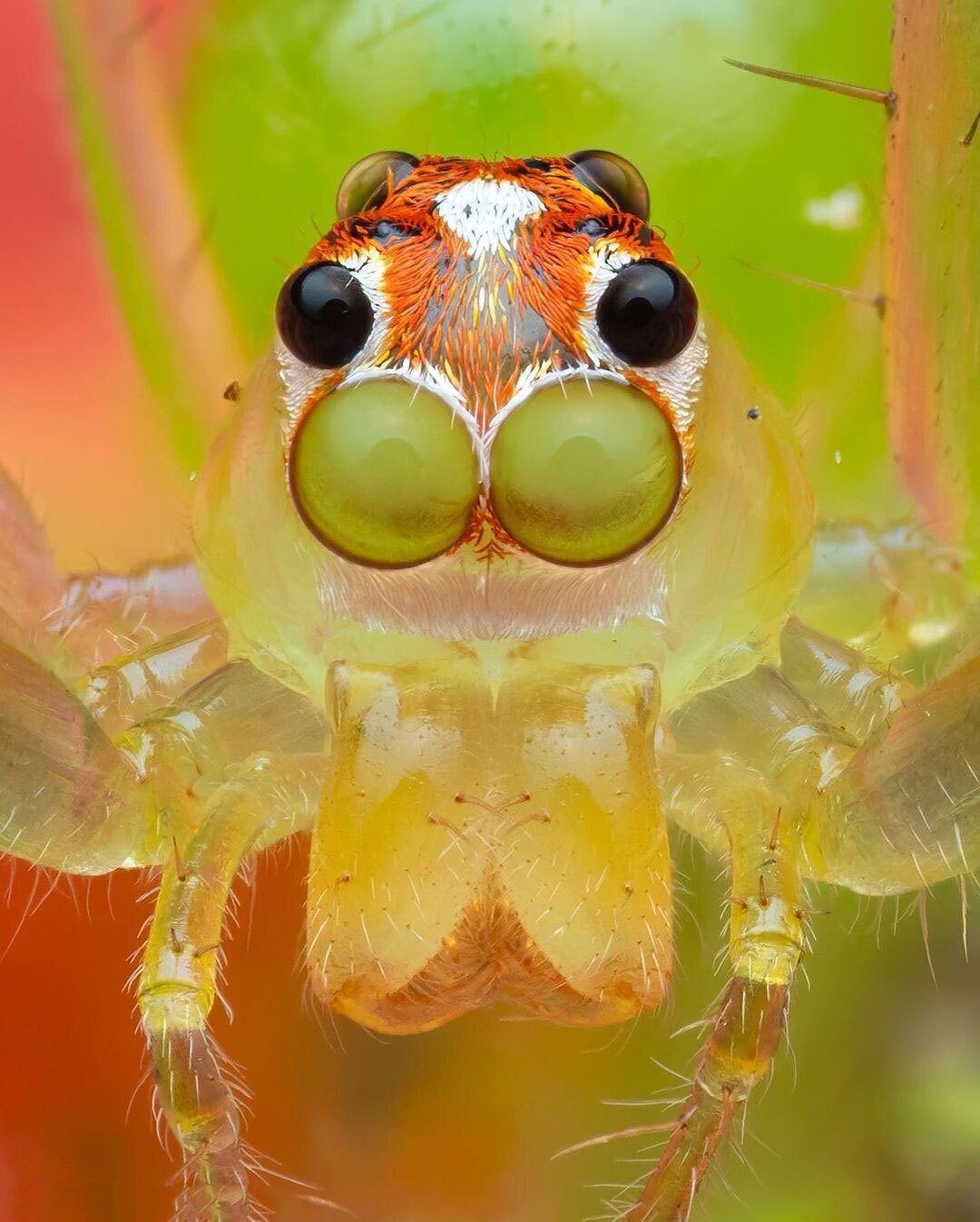 زیبایی‌های کوچک جنگل‌های کاستاریکا: عنکبوت پرشگر ماگنولیا سبز(عصرایران)