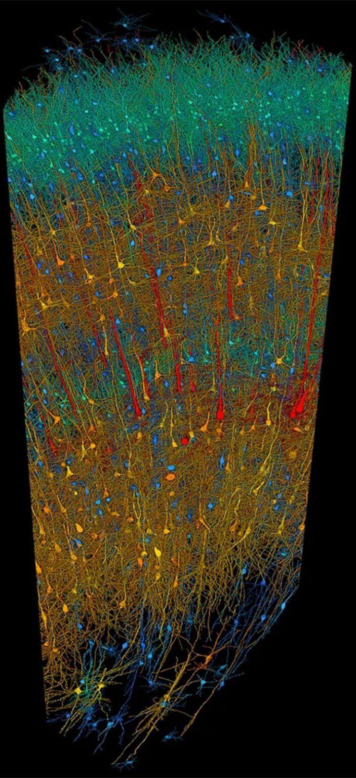 آلبوم عکس‌های باورنکردنی گوگل از یک میلیمتر مکعب بافت مغز – زیبایی و شکوه و پیچیدگی (یک پزشک)