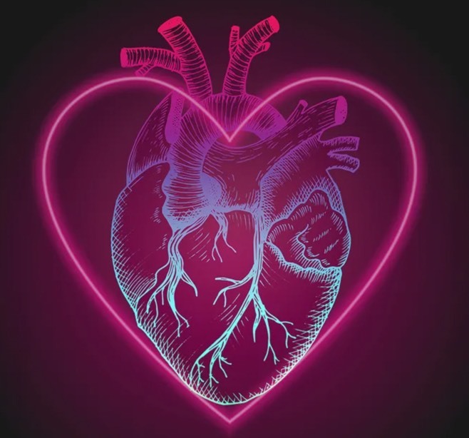 آیا نماد قلب هیچ شباهتی به قلب انسان ندارد؟ دست‌کم از یک نظر ممکن است ما تا حالا اشتباه کرده باشیم (یک پزشک)