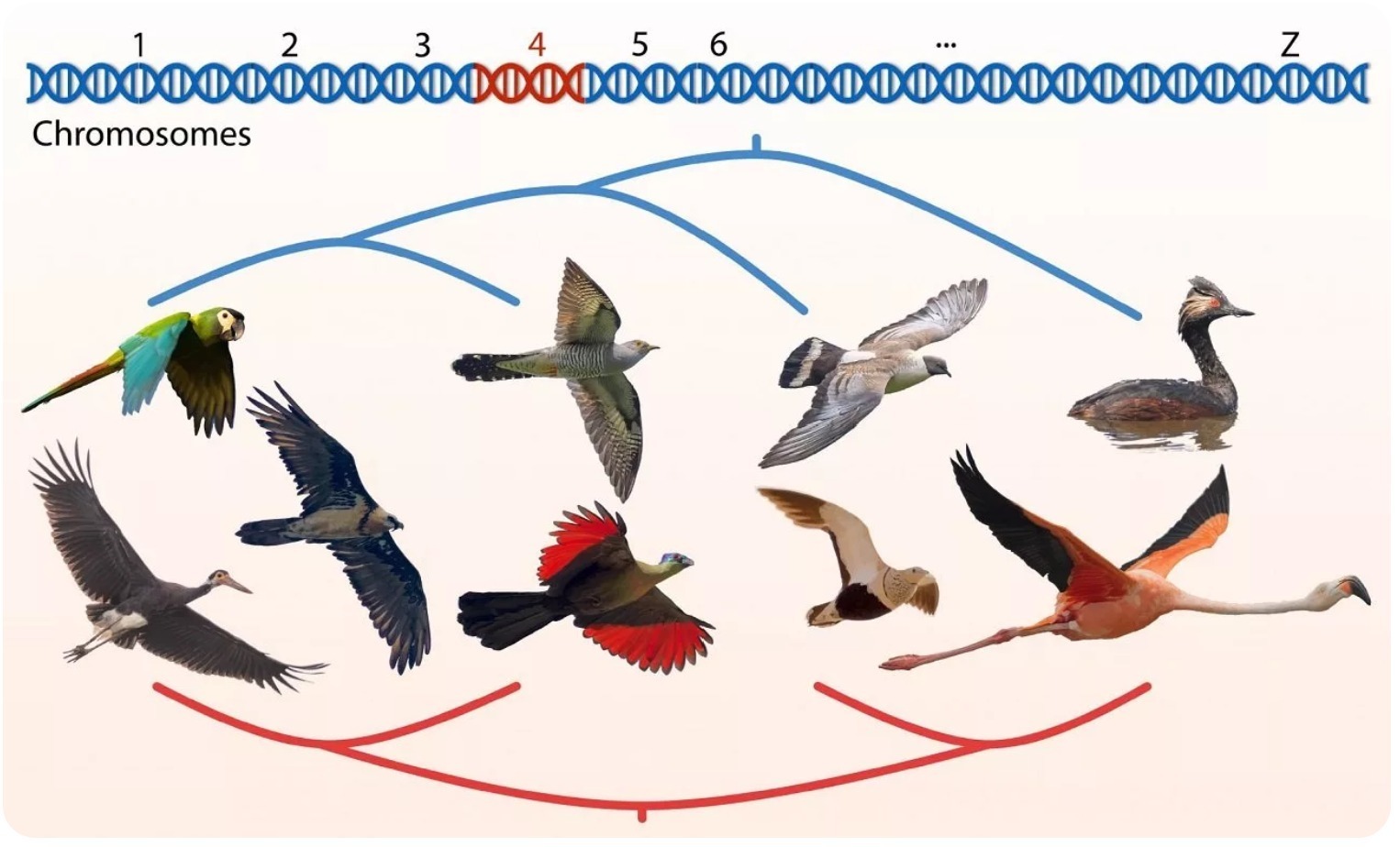 ایجاد بزرگ‌ترین و دقیق‌ترین شجره‌نامه تاریخ پرندگان (برتین ها)