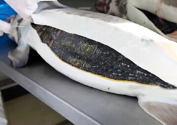 گران ترین خاویارِ ماهی دنیا که در دریای خزر زندگی می کند
