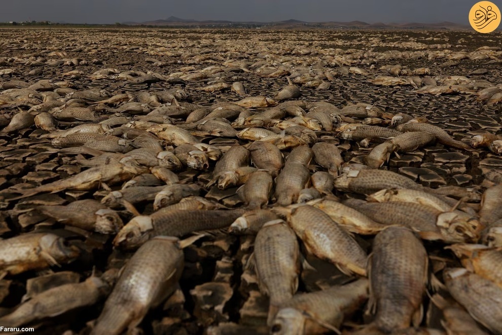 مرگ هزاران ماهی بر اثر خشکسالی در چی‌واوا (فرارو)