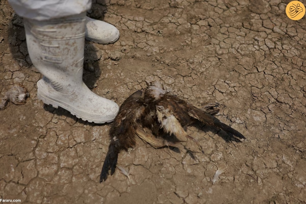 مرگ هزاران ماهی بر اثر خشکسالی در چی‌واوا (فرارو)