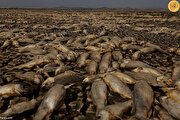 مرگ هزاران ماهی بر اثر خشکسالی