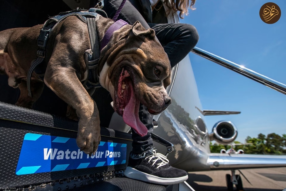 یک شرکت هواپیمایی در خدمت سگ‌های خانگی (فرارو)