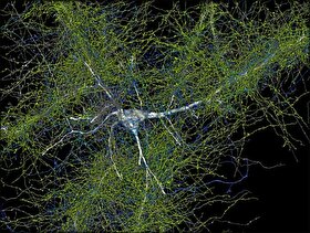 آلبوم عکس‌های باورنکردنی گوگل از یک میلیمتر مکعب بافت مغز