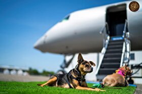یک شرکت هواپیمایی در خدمت سگ‌های خانگی