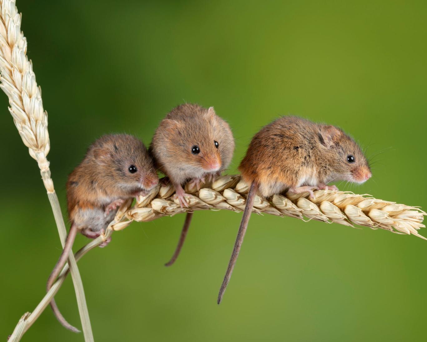 برخی موش‌ها ذاتا خیانتکارند؛ دانشمندان می‌گویند «هورمونی است»